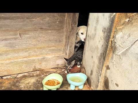 This Little Stray Dog Even Took In Two Kittens!