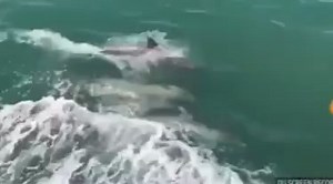 1.7K views · 26 reactions | Summertime at Brigantine is the perfect...