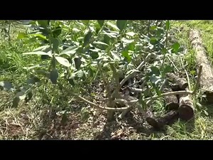 El Ing. Agr. Gerardo Rojas Almada, titular de la Dirección de Extensión Agraria (DEAG), destacó la buena preparación de los técnicos del Ministerio de Agricultura y Ganadería que participaron de la jornada de campo sobre yerba mate organizada por el Centro Yerbatero Paraguayo en Capitán Meza, Departamento de Itapúa #ParaguayDeLaGente 🇵🇾 | Mag Paraguay