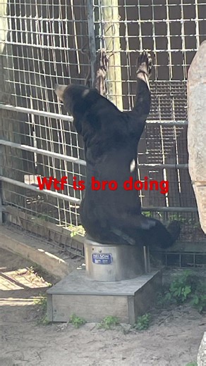 wtf is this bear doing #bear #bears