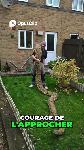 This Giant Snake Can Swallow a Human Alive