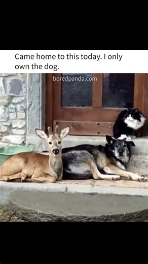 83K views · 1.2K reactions | This dog is Disney princess | Hilarious Ted | Facebook