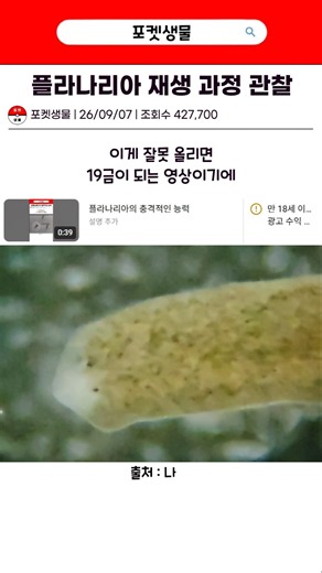 플라나리아 재생 과정 관찰하기 #10일
