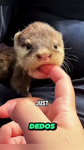 🐾 ¡Este bebé nutria es la bola de pelusa más adorable del mundo! 😍💖 #shortsfeed #perro#animals