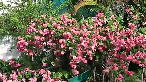 56K reactions · 26K shares | Sanjay Singh Thakur on Reels | Facebook