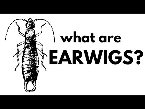 What are Earwigs?