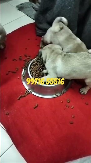 pug dog puppies sale location delhi all over India delivery 99716 55516