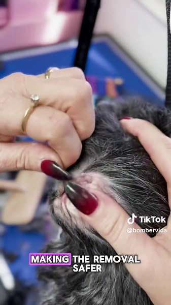 In this video, a dog visits a groomer with a thick mass of hair trapped inside the ear canal, causing major discomfort. To make the process smoother, the groomer sprinkles ear powder and gently moves the hair side to side so the powder can soak up moisture and create better grip. After that, with a sturdy pair of forceps, the groomer carefully grasps the hair and slowly rotates while pulling, removing it step by step until the ear is completely cleared. The outcome is extremely satisfying the ea