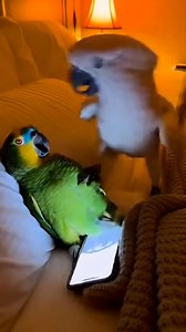 Cockatoo Busts Parrot Using Phone at Night 😂 | TheRealBeako Bird Parenting This Amazon Parrot thought he could sneak some late-night phone time… But the Cockatoo had OTHER PLANS. 😂🦜 #TheRealBeako #FunnyParrot #Cockatoo #ParrotVideos #TalkingParrot | Beako