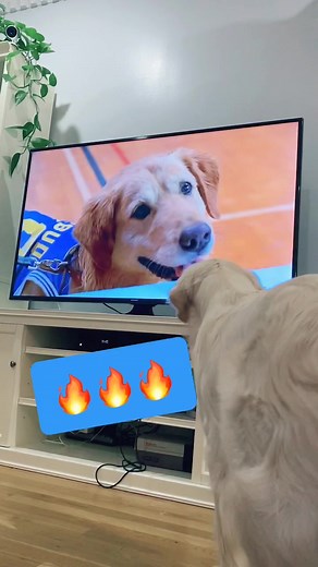 Air Bud Movie Basketball Game Highlight