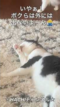HACHIチャンネル 2473 #貴方解剖純愛歌〜死ね〜 #あいみょん #HACHI and #NANA and #ROKU # #保護猫 #天王寺 #あべのハルカス #ねこ #天王寺動物園