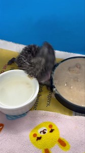 Self anointing- a strange behaviour of hedgehogs when experiencing a new food or smell. Sometimes the little hoglets get carried away and fall over! | Wild Hogs Hedgehog Rescue