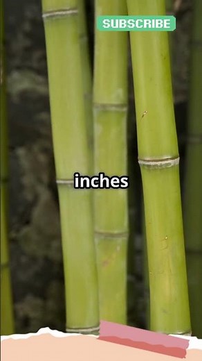 Bamboo: The Fastest Growing Plant on Earth! 🌱🚀 #scienceexplained