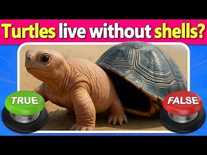 TRUE or FALSE? 🤯 Only 1% Know All the Answers! Can You Beat This Viral Trivia Quiz! | Quiz DingDong