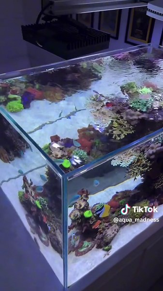 Creating a stunning underwater world with my rimless reef tank! 🌊✨ #RimlessReef #Aquascaping #MarineLife #ReefTank #AquariumLovers #CoralReef #FishTank #UnderwaterBeauty #AquariumSetup #OceanVibes