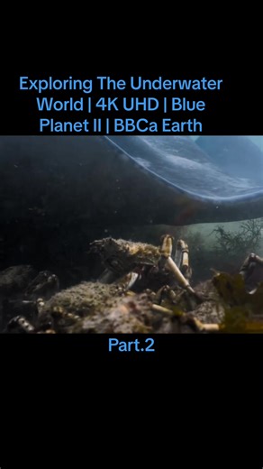 Exploring The Underwater World | 4K UHD | Blue Planet II | BBCa Earth