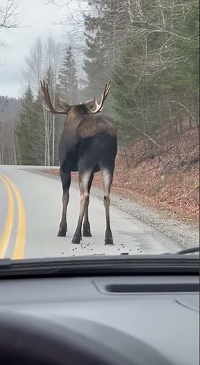 Giant Irish Elk: The Rise and Extinction of the World’s Largest Deer