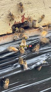 Busy bees 🐝🐝🐝🇨🇦 #honey #bee #canada #beekeeping | Apiary Worker