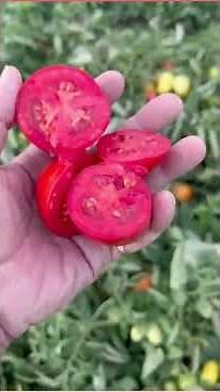 Pomodoro da Industria Lark Seeds - Visita Campo LS 0176 F1