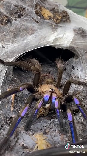 Electric Blue Tarantula Eating Crickets