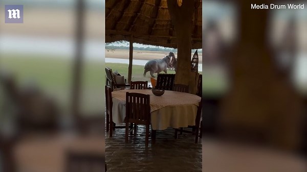 Hippos fight each other in a violent clash in the wild