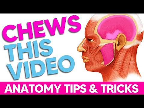 The Muscles of Mastication [Five Mnemonics Worth Knowing]