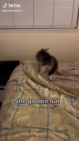 Understanding the Meaning of 'Goobin' and Its Connection to Cats