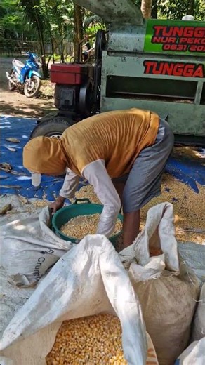 Advanced grinding machine for dried corn -Agriculture farming #shorts