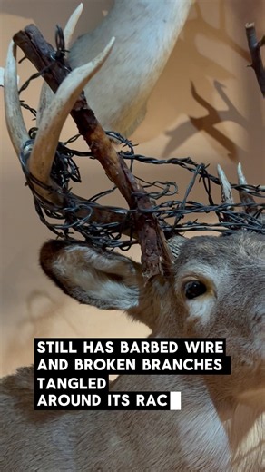 A buck tangled in barbed wire, with a story almost as wild as the mount itself.