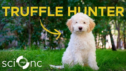 10K views · 163 reactions | Meet Aki, a Lagotto Romagnolo truffle dog brought from Serbia to help find truffles at Burwell Farms in North Carolina. Truffles, a prized fungus, grow symbiotically with loblolly pines and require careful soil management. Scientist Jeffrey Coker leads efforts to cultivate them, with Aki sniffing out dozens each day. Once harvested, truffles must be cleaned and shipped quickly before losing their aroma. | PBS North Carolina | Facebook