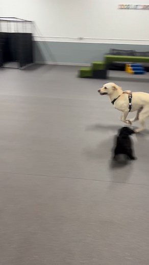 #dogsofinstagram #instadog #daycarefordogs #dogdaycare #dogsitter #mondayfun #labradoodle #airdale #mixedbreed #labrador #yorkiepoo #workingcocker #cavapoochon #dogslife #glenrothes #fife | Dogs At Daycare