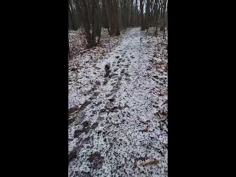 Cozy Snow Walk with Tiny Dogs