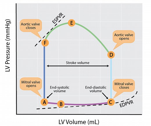 Introduction to PV loops: Understanding points on the PV loop and measures of cardiac function