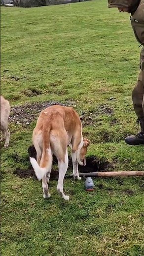 Another dig (Rabbiting in yorkshire)