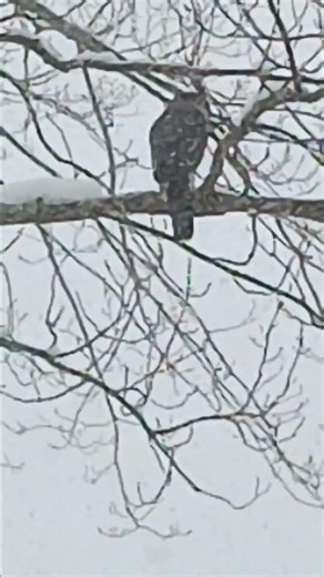 Red Tail Hawk in a snowstorm.