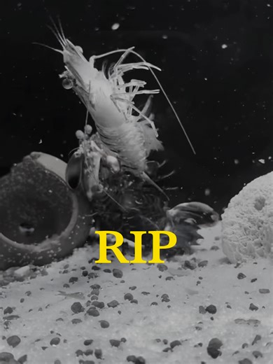 A Final Tribute: Celebrating the Life and Loss of My Mantis Shrimp In loving memory of my beloved mantis shrimp, I will forever cherish the beautiful moments we shared. From its lively adventures and interactions with various marine creatures to the heartfelt farewell as it departed this world, its memory will live on in my heart. Please stay tuned for more upcoming videos featuring new mantis shrimp companions.#viralvideo #video #viral #shorts #aquarium #MantisShrimp