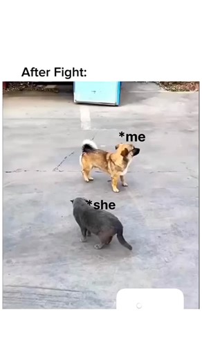 Funny_Cats_08 on Instagram: "#catfight #femalewrestling #catfighting #femalevsfemale #catsofinstagram #cats #femalevsfemalewrestling #submissionwrestling #submissionhold #tapout #submit #femalevictory #femalevsfemalefight #wrestling #intergenderwrestling #femalevsmale #femalevsmalefight #fight #cat #cyberwrestling #girlfight #beachfight #womenswrestling #womenwrestling #prowrestling #catstagram #catlife #sexywrestling #fighting"