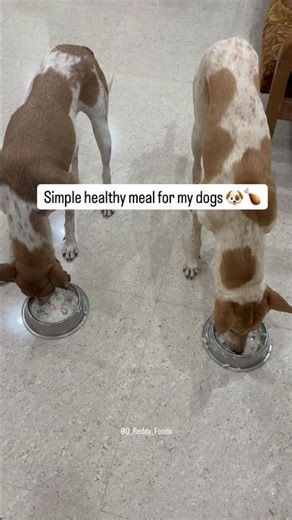 Homemade dog food 🐶 | Easy, healthy meal for dogs ❤️