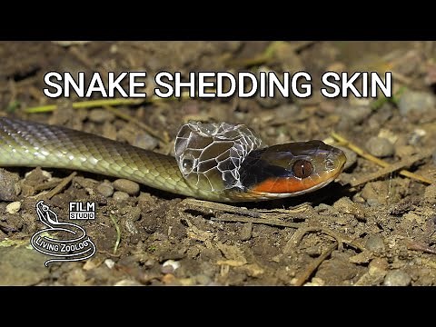 A wild snake shedding its skin, amazing snake behavior in nature