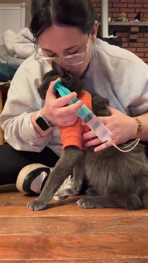 Herbert 🐾 (Russian Blue Rescue) on Instagram: "𝑯𝒆𝒓𝒃𝒆𝒓𝒕’𝒔 𝒏𝒊𝒈𝒉𝒕𝒍𝒚 𝒔𝒖𝒃𝒄𝒖𝒕𝒂𝒏𝒆𝒐𝒖𝒔 𝒇𝒍𝒖𝒊𝒅𝒔 💕 𝐌𝐞𝐝𝐢𝐜𝐚𝐥 𝐒𝐮𝐩𝐩𝐥𝐢𝐞𝐬: • Vetivex Lactated Ringers (fluids) 💧 • Syringe • Needle 💉 • IV winged infusion set 🪽 • Alcohol pads • Extra hugs 🫂 *I washed my hands right before recording.* All supplies are disposable and single-use for sterilization purposes. Each month, I go through 2 fluid bags, 30 syringes, 30 needles, 30 winged infusion sets, and 30 alcohol pads. 