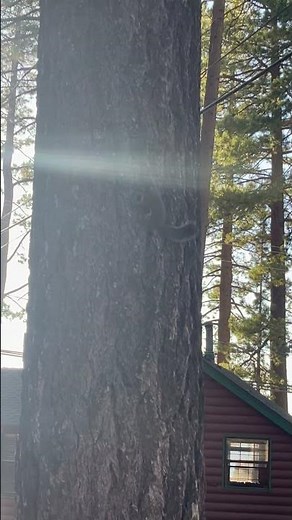 Screaming squirrel captured on video😱💀￼￼