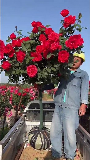 Revive Your Garden: Planting a Rose on a Tree Stump