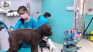 Professional Pet Grooming @ Pawpykisses Our priority is to maintain a clean and comfortable environment for your furkids when they come here for their grooming sessions handled and groomed professionally by our certified pet stylist Call us today to book @ 9060 6501 | Pawpy Kisses Grooming