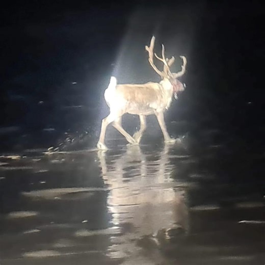 Formby Bubble on Instagram: "Escaped Reindeer in Formby has been rescued! Southport Rescue Quads were tasked yesterday afternoon with assisting in the search for an escaped reindeer that had broken free from a local Christmas event in Formby. The animal had been missing for several hours and was reportedly seen running through the streets before making its way onto Formby Beach. As darkness set in, Merseyside Police, who had been tracking the reindeer across the dunes and shoreline, lost visual 