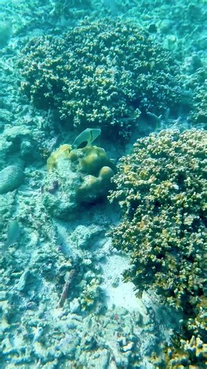 No filters. Just evolution. Follow for more alien-looking sea creatures. #triggerfish #sealife #viral #ocean #marinebiology @Miki Rockstar @Journal To Paradise