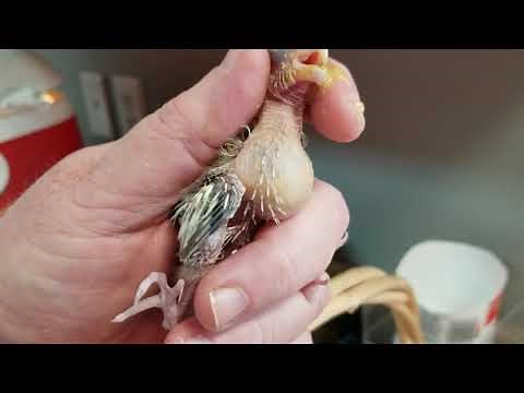 Hand feeding baby cockatiels! let me show you how we feed our baby's.