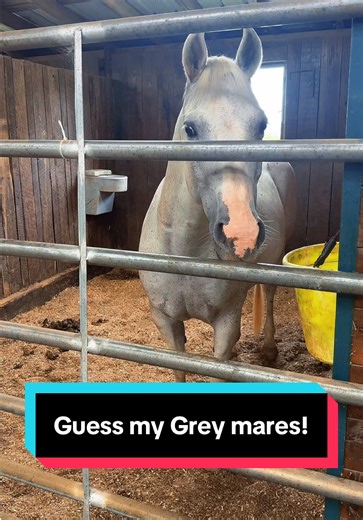 Guess My Grey Mares: A Fun Challenge!