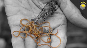 668K views · 570 reactions | Parasite Of Infinite Grotesquery | Howstuffworks | Facebook