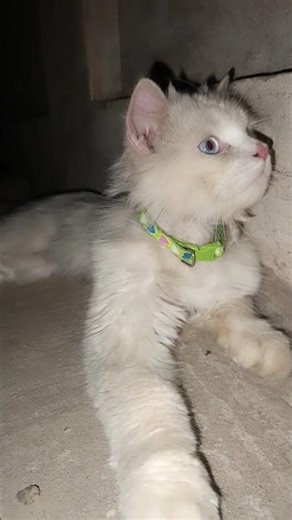 Trending Most Beautiful cat #kitten #kitty #cat #cats #catslovers