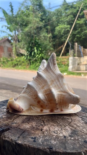 Fossilized Clam Shell Specimen | Natural Collector Decor - Etsy